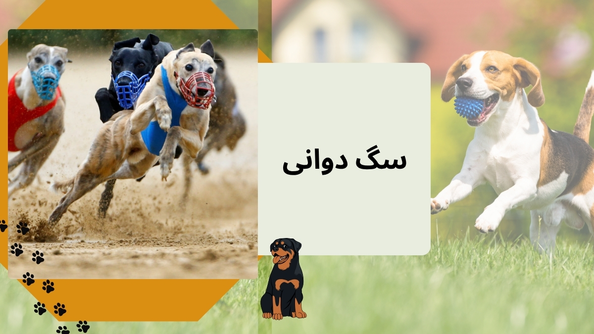سگ دوانی